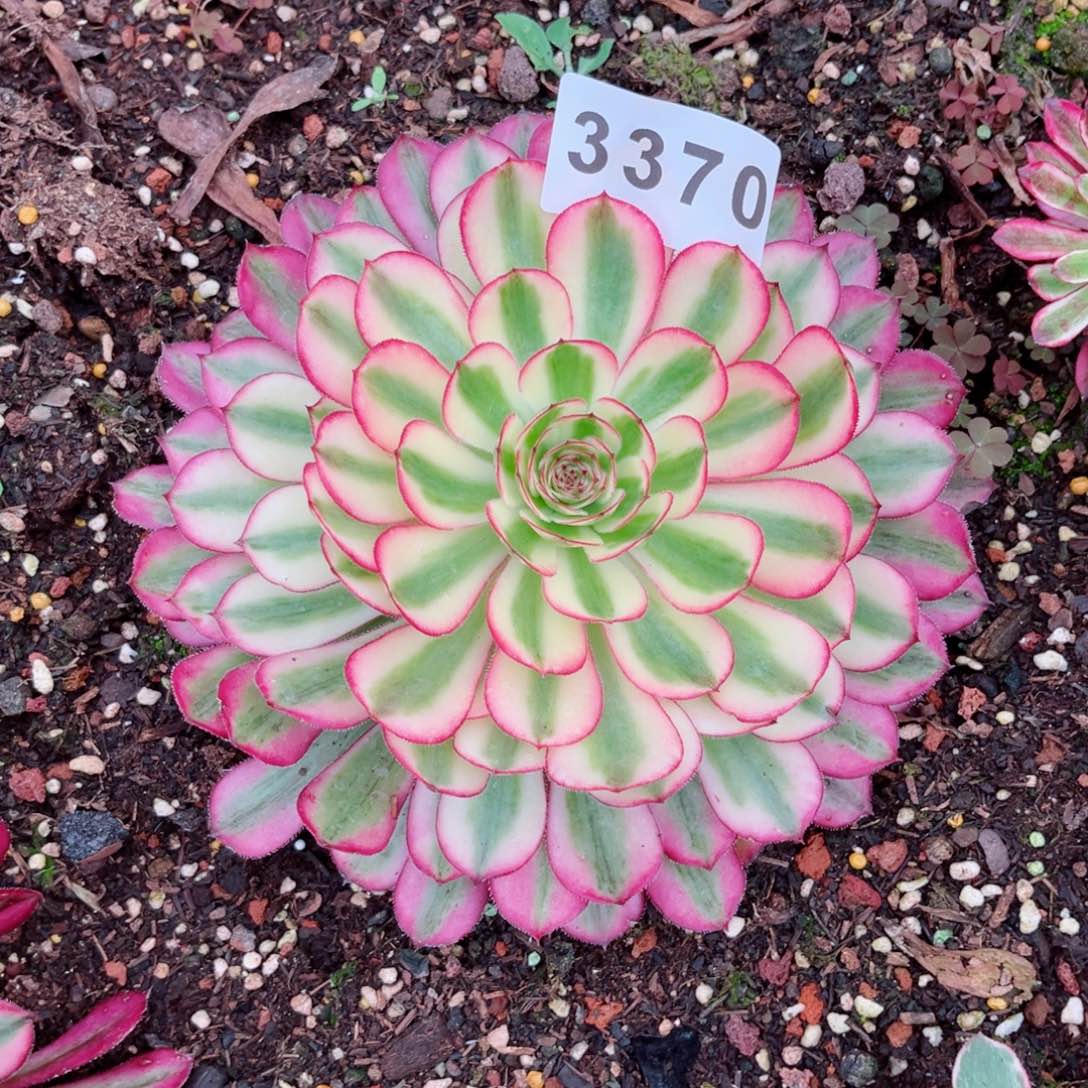 白月光多肉发货发货