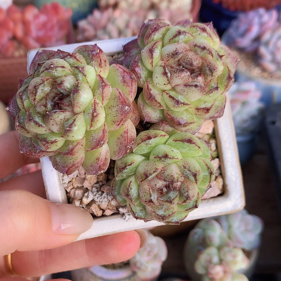 赤水晶肥包圆脱土发