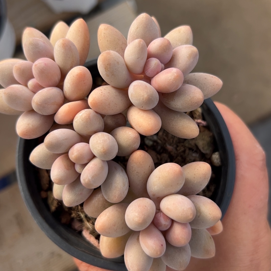 532 多肉植物组合盆栽