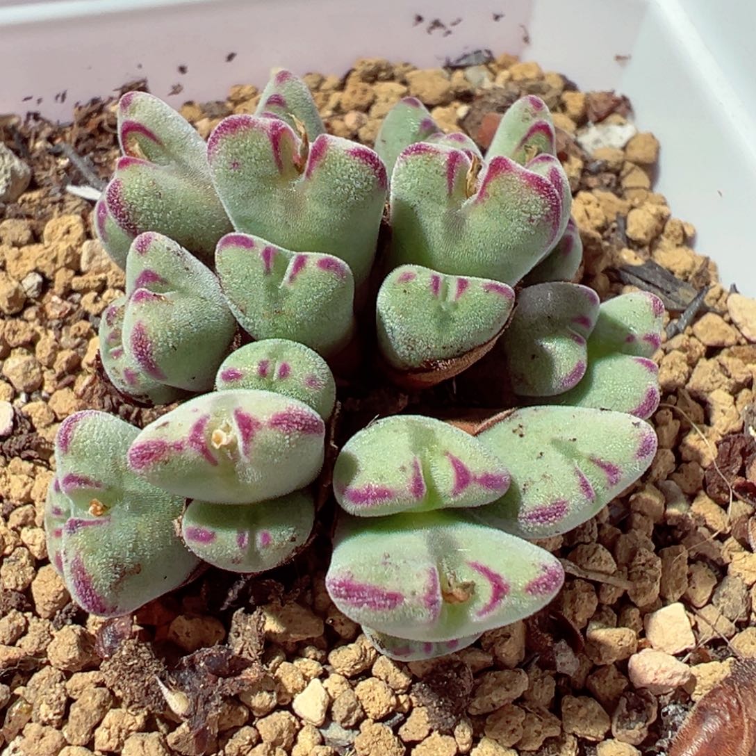 1210-331多肉多日利比里亚