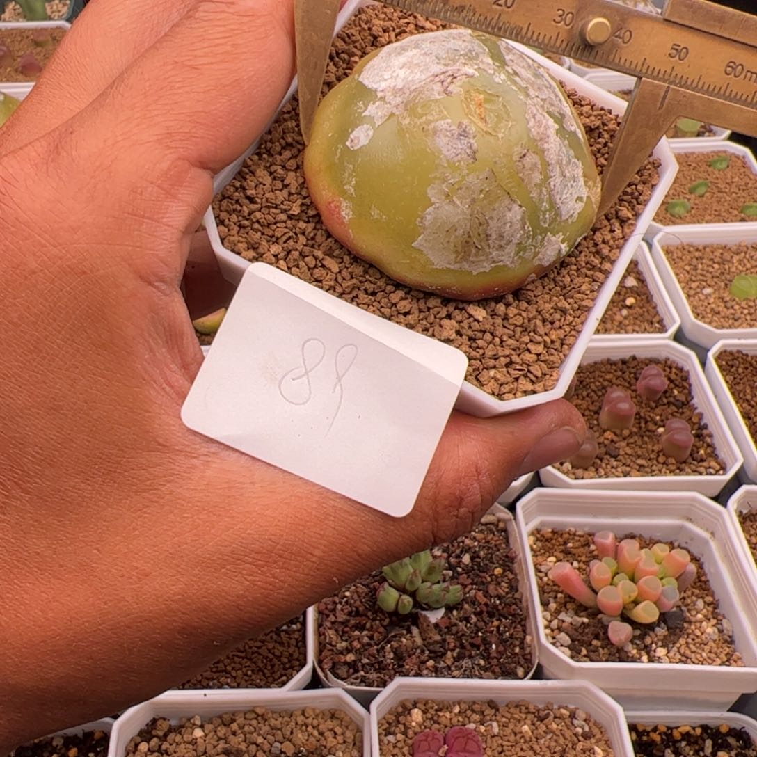 4.19灯泡5公分以上多肉植物89