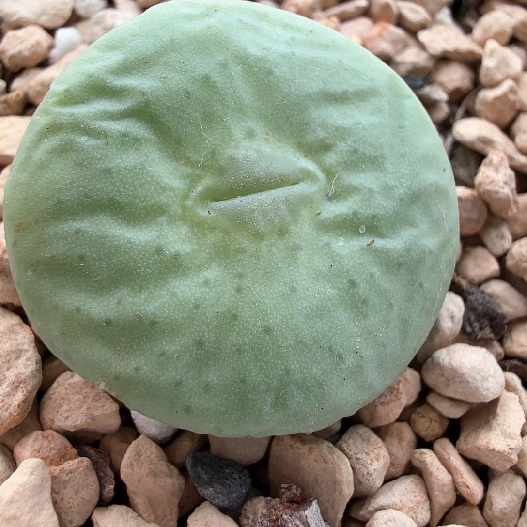 2.5.142/2.0厘米大饼/多肉植物