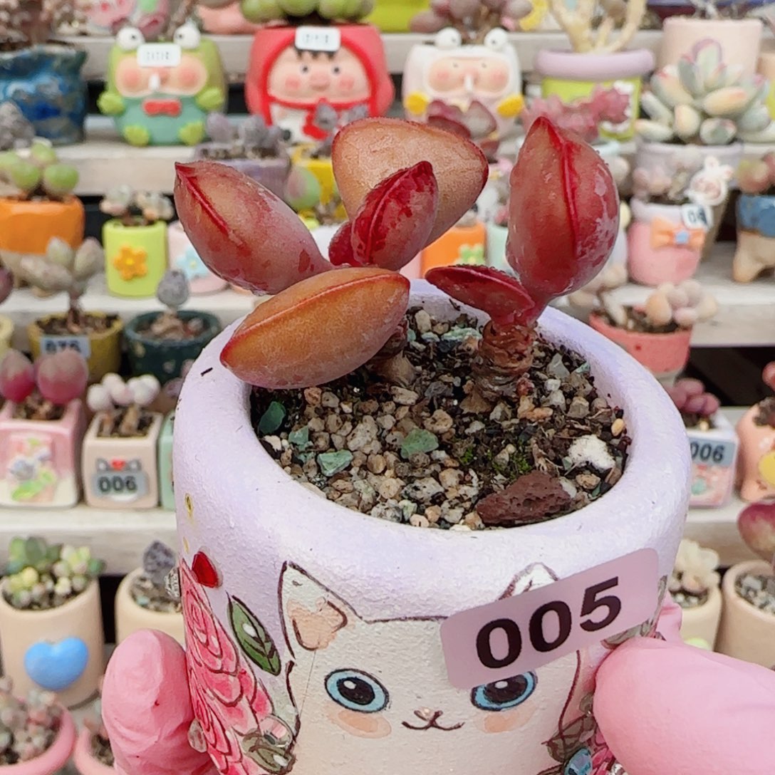 想****双头爱心 盆口4cm