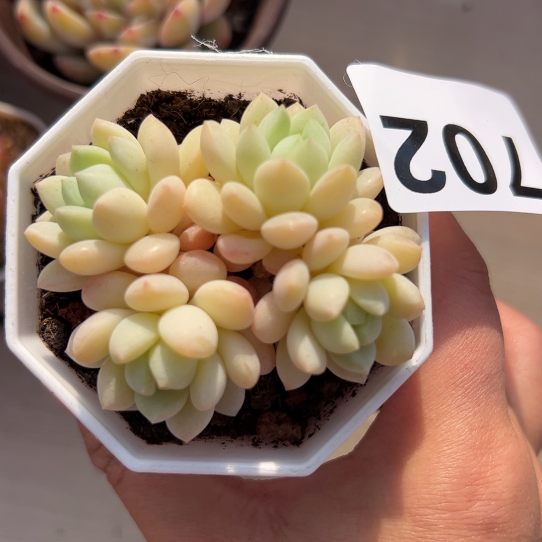 初****702 满38包邮一物一拍