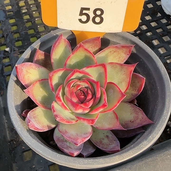 58 惊鸿仙子多肉植物6-9cm