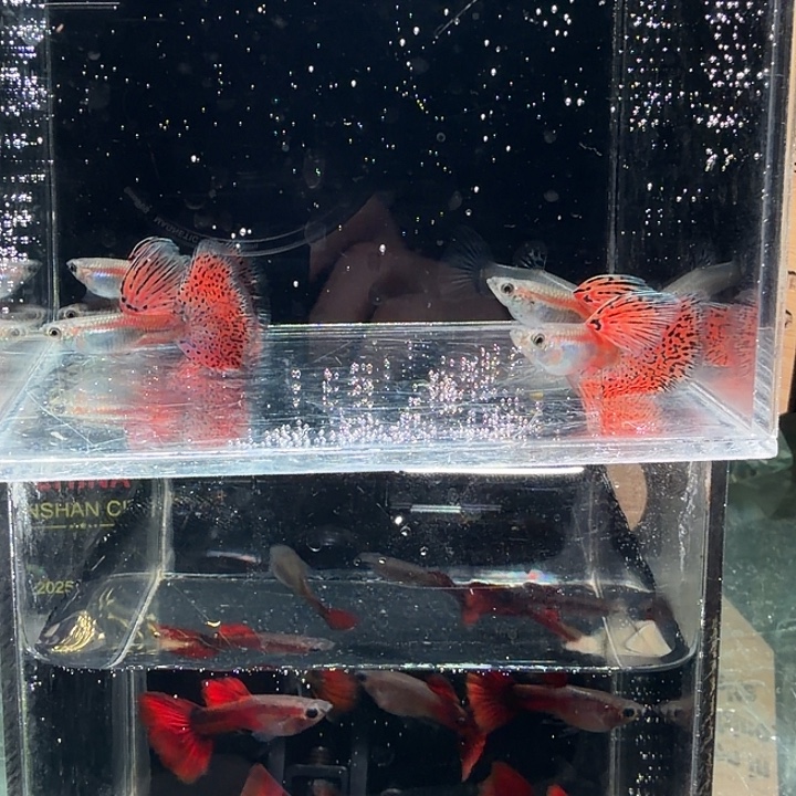 孔雀鱼红草5公一母