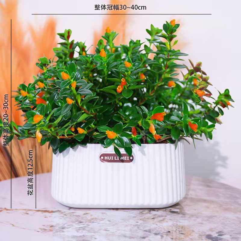 金鱼花吊兰盆栽室内四季开花好养吸甲醛阳台花卉绿植