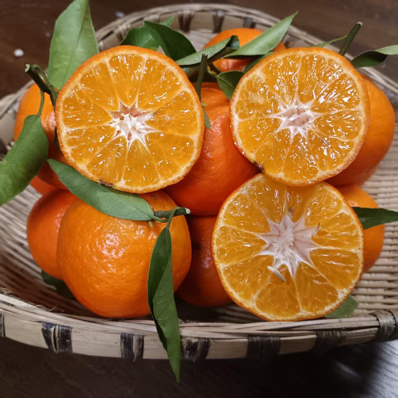 新鲜【东方红当季皮薄多汁橘子】现摘现发