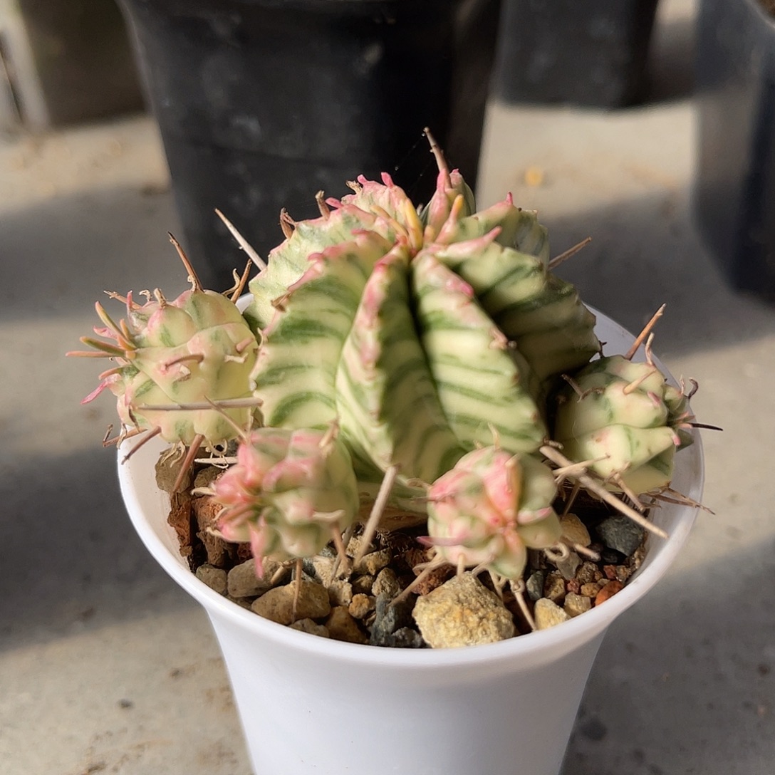 斑马锦仙人球一物一拍