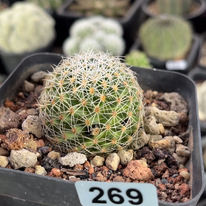 仙人球一物一拍实生