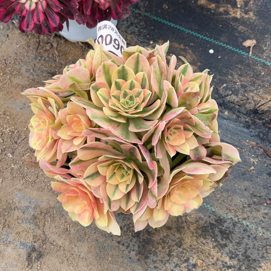 090多肉植物红牡丹