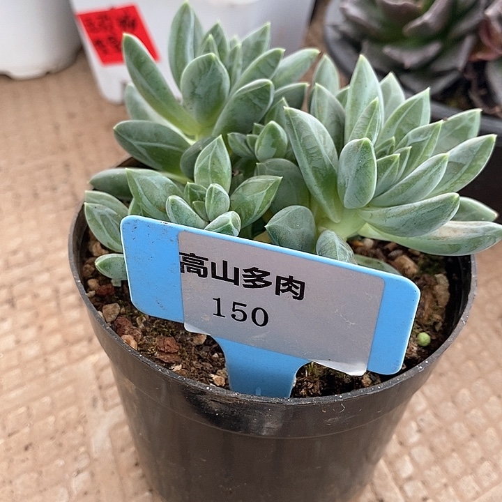 D150- 直播福利 美人系