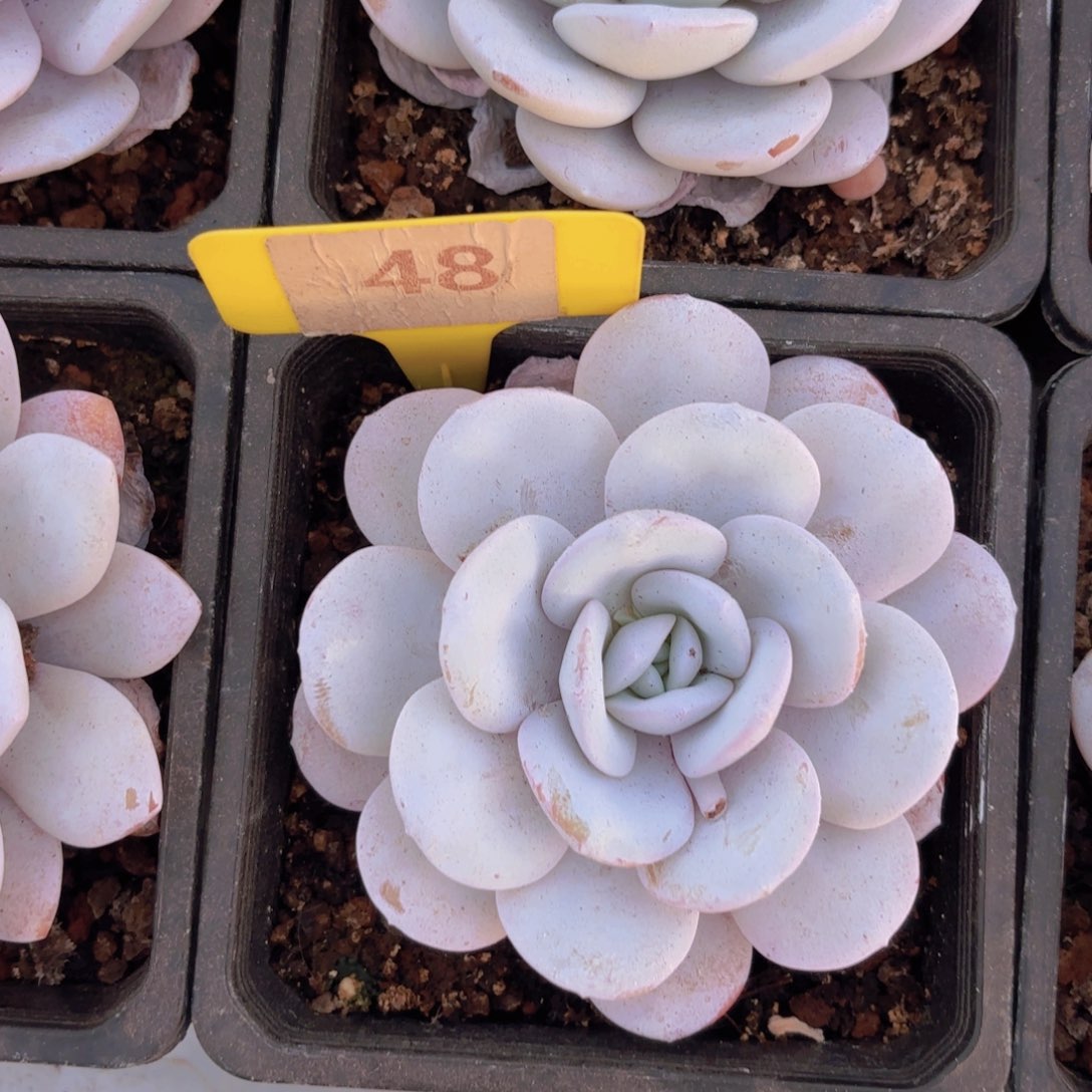 用****8我的小可爱们都好可爱