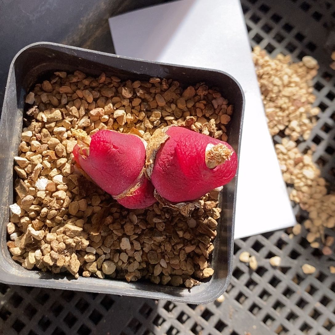 g***621395。   一颗。 一颗。 