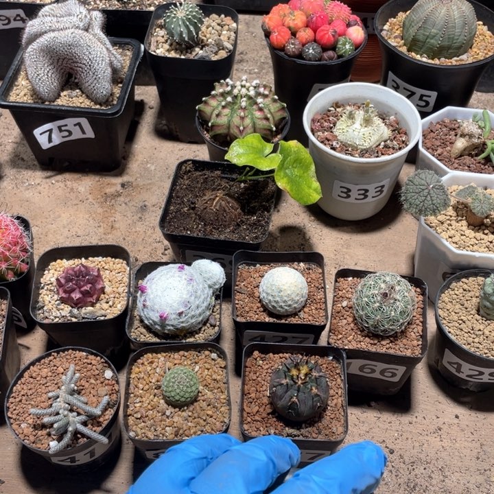 450实生单头长毛海鲜银