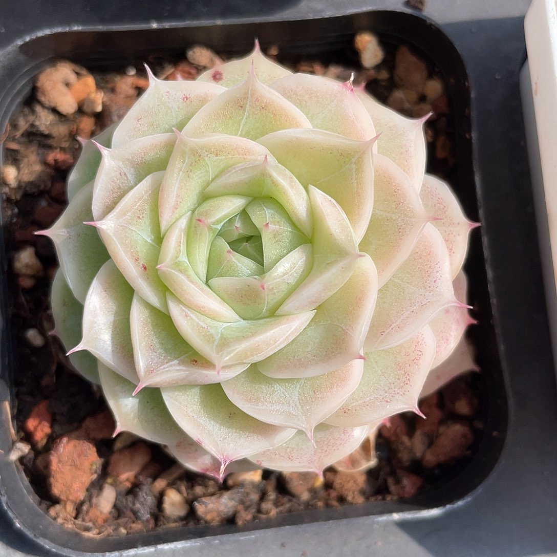 优选62号女王565