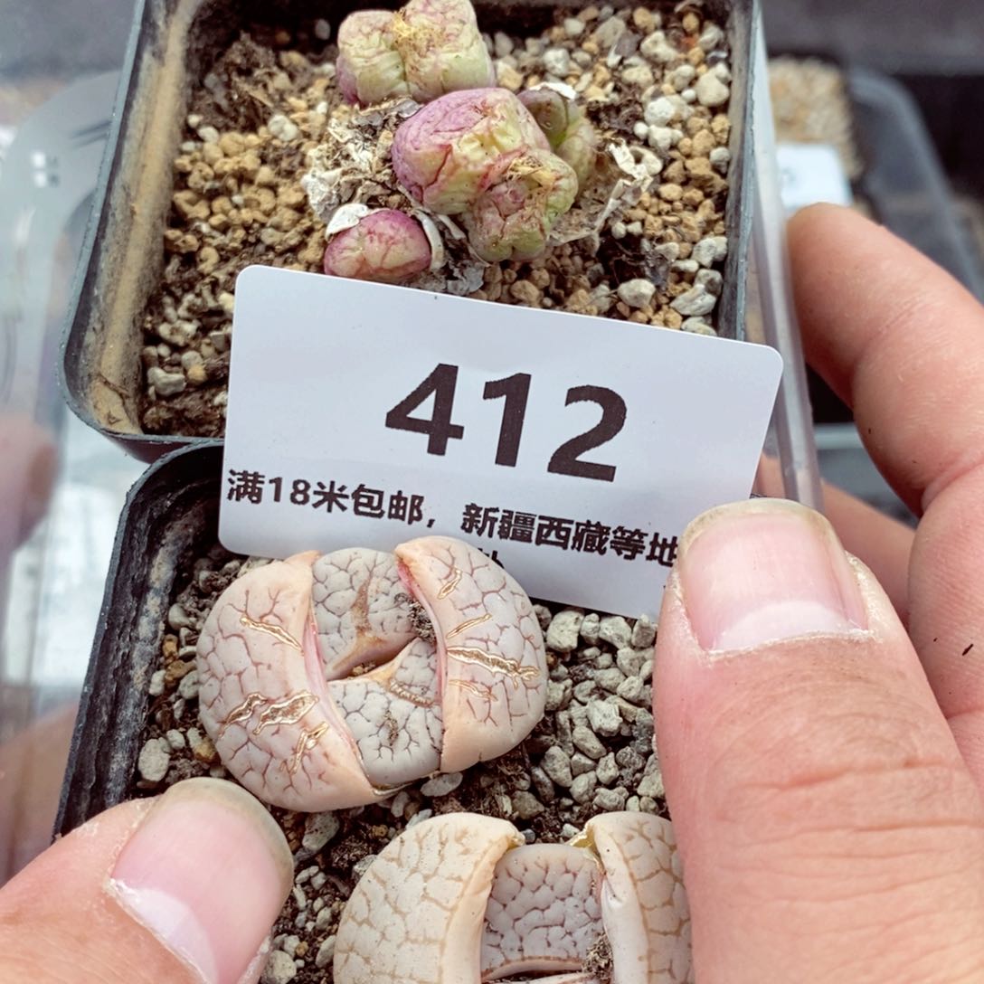 我的小姐姐们都是我的412