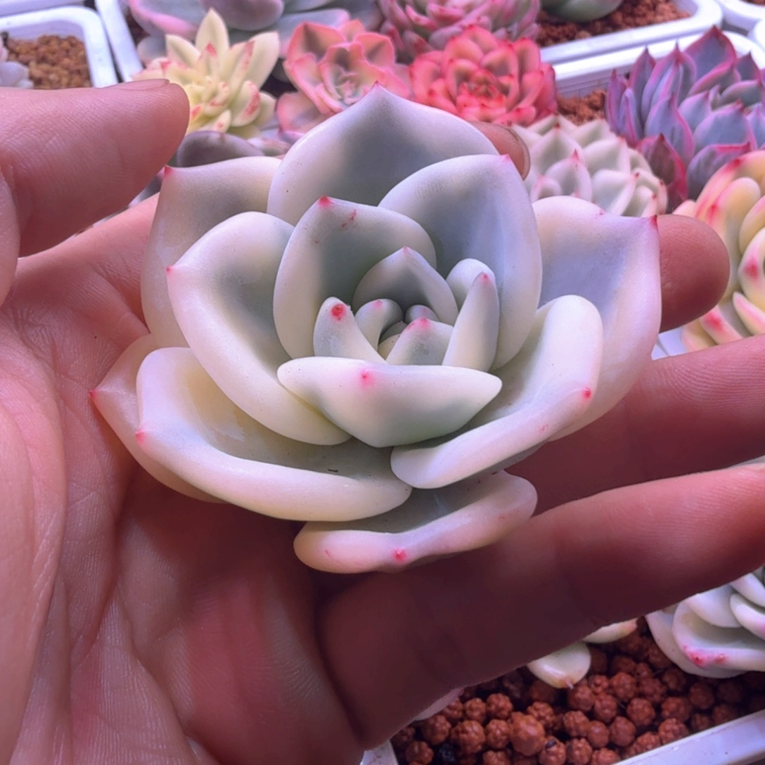 溜***达溜达 伊丽莎白锦 多肉