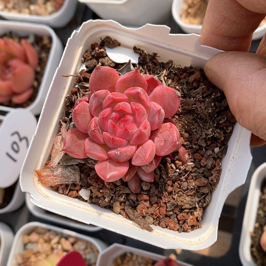 精品多肉一物一拍不包整91