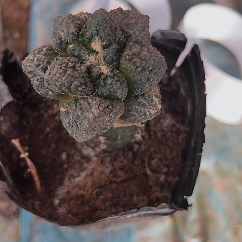 276处理仙人球的方法有