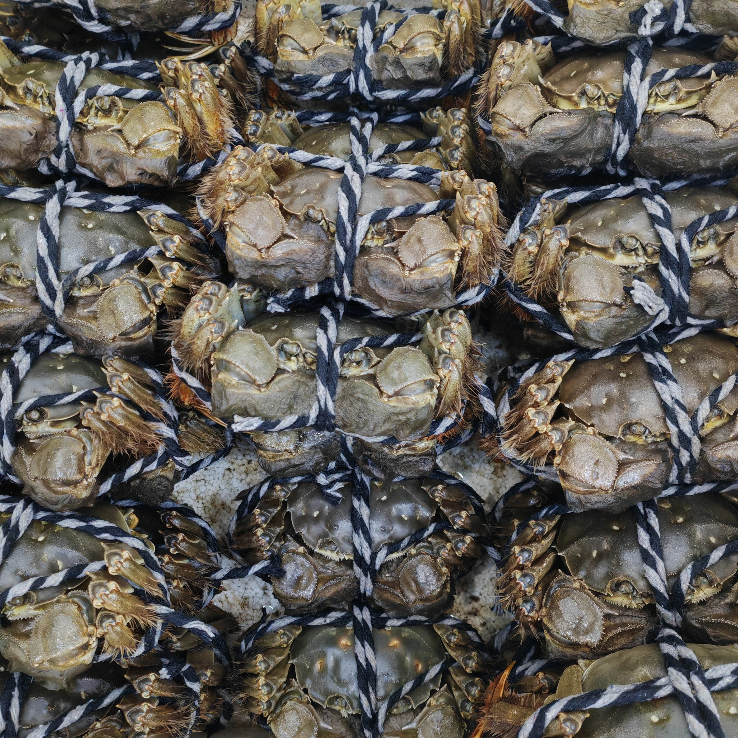 螃蟹活蟹礼盒装保鲜10只