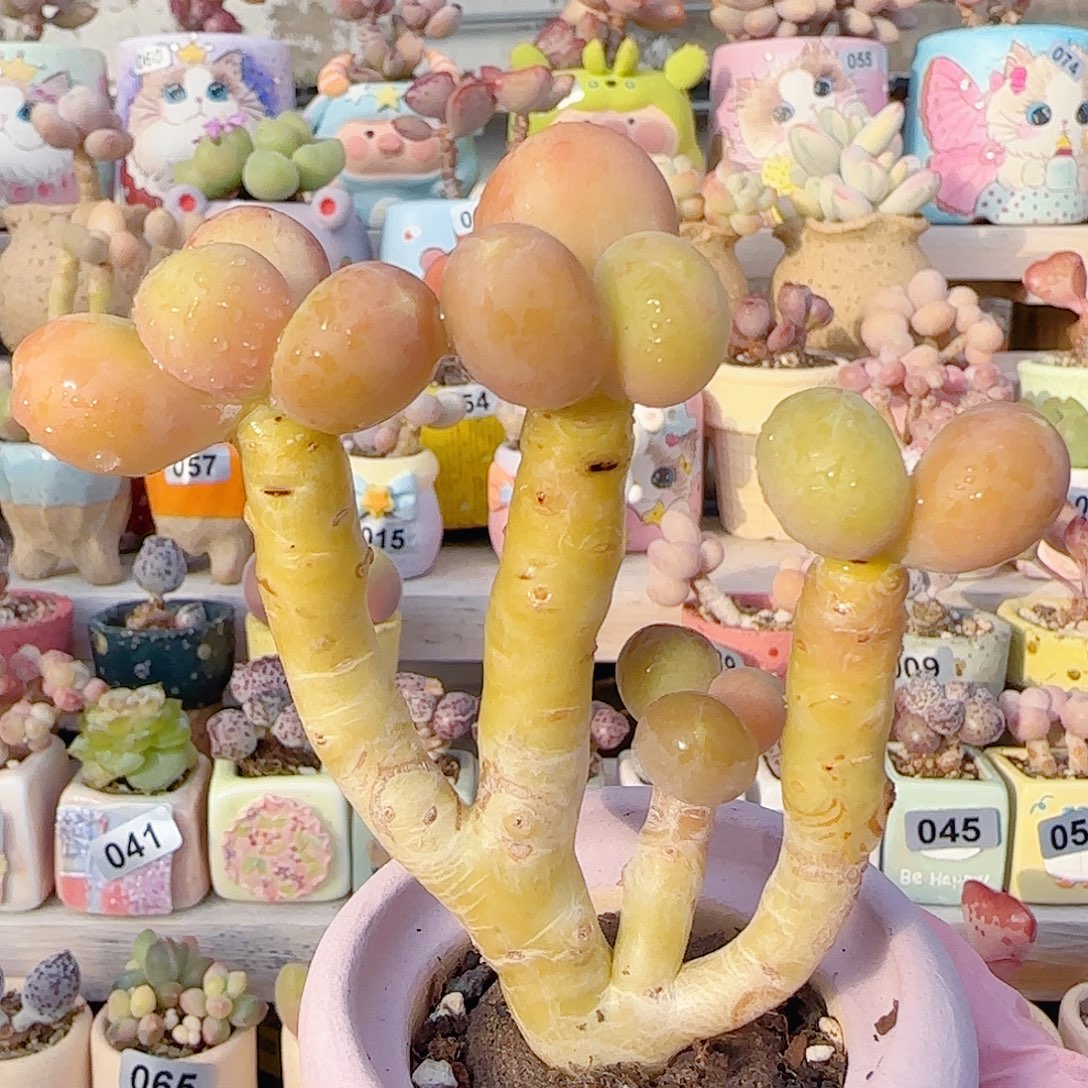 粗桩金蟾 盆口4cm