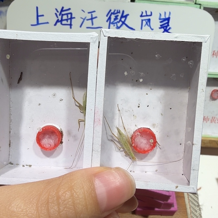 鸣虫用具2盒包邮。