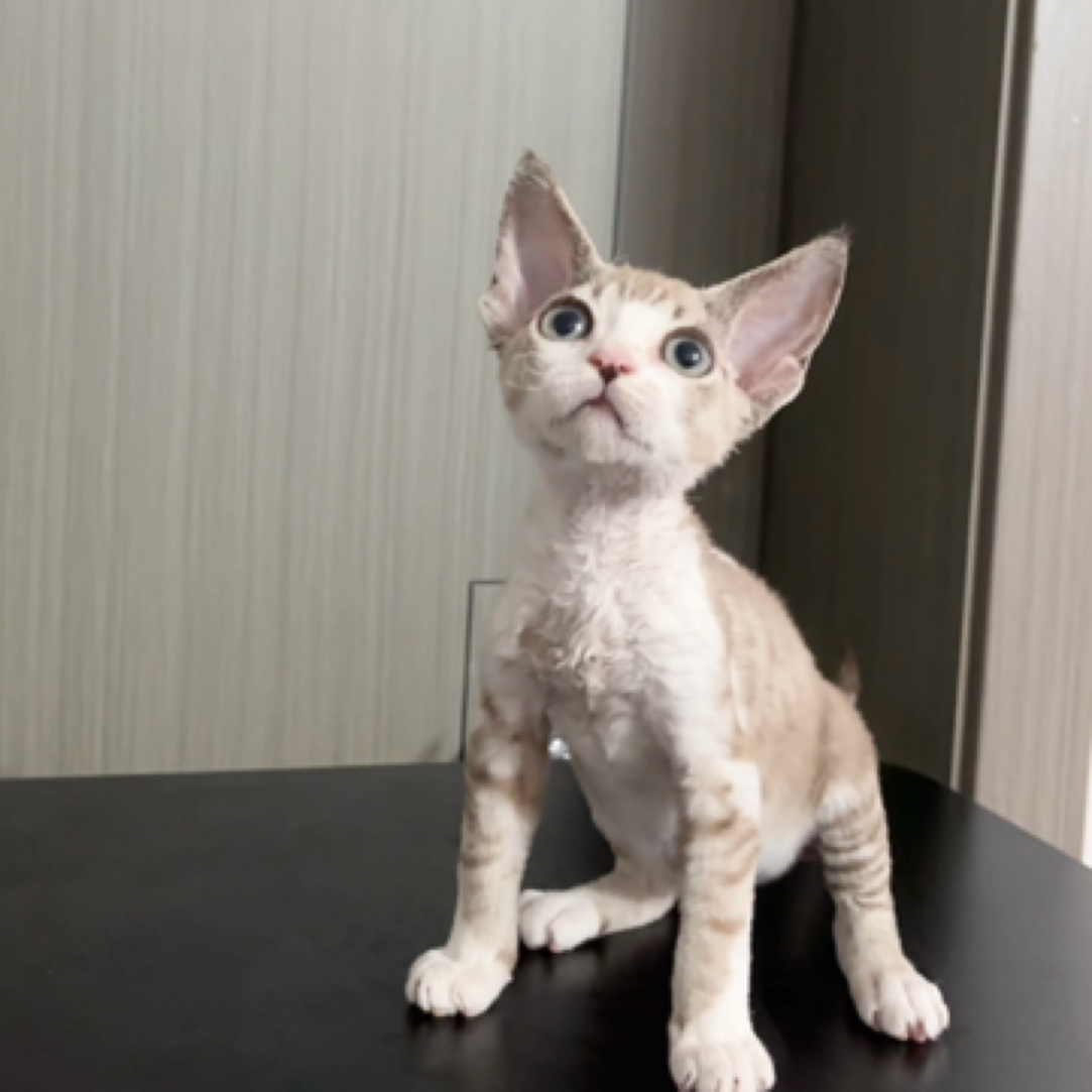 奶茶色虎斑开脸甜美弟弟