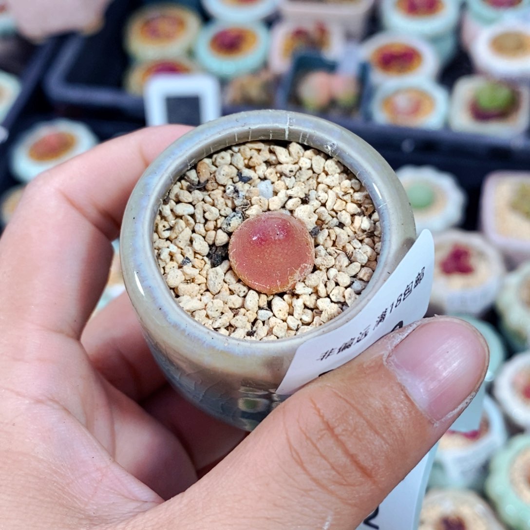 2330 -一物一拍 带盆