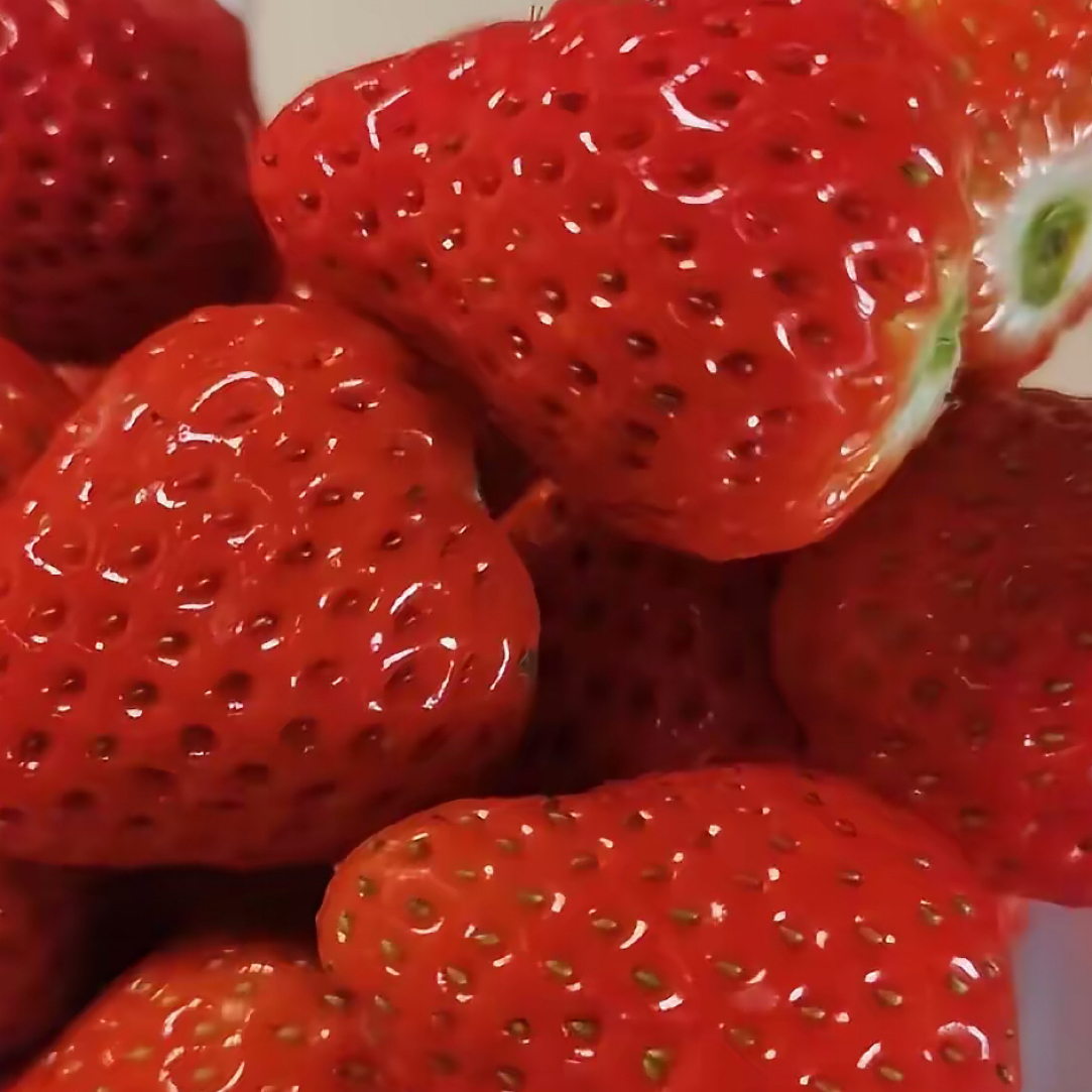 草莓新鲜水果红颜牛奶奶油大孕妇应季现摘露天非大棚种植一盆辽宁省