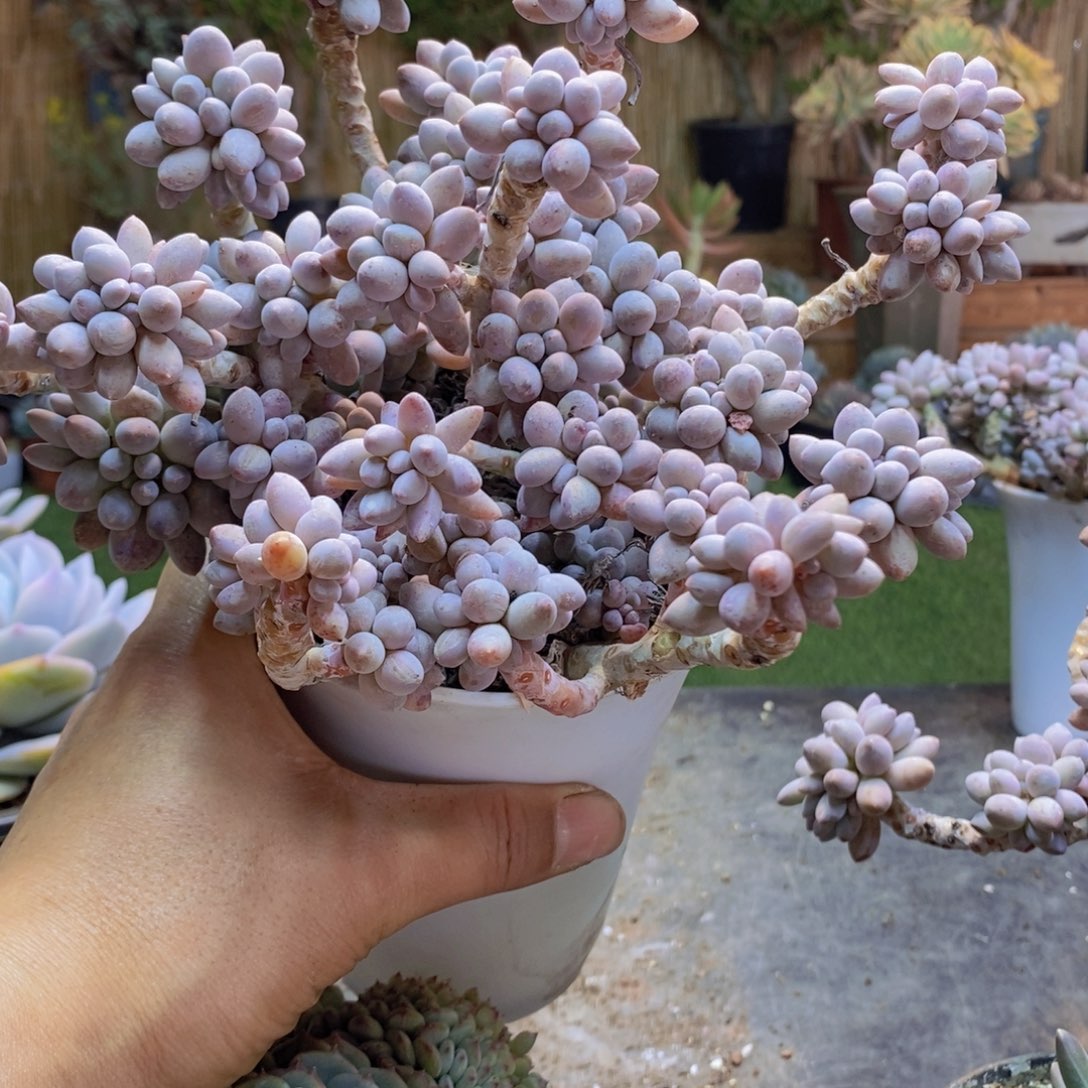 馨*C6号婴儿手指