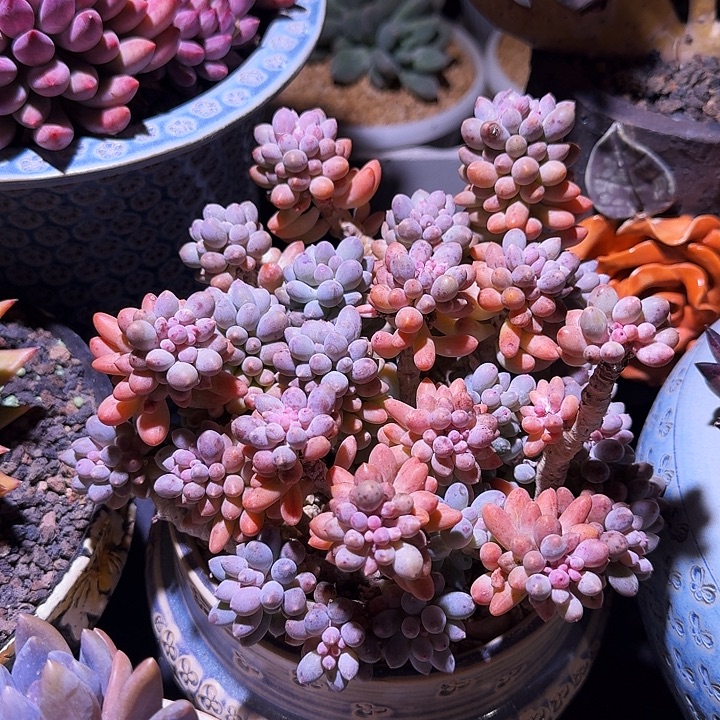 叶手指 群生 一物一拍