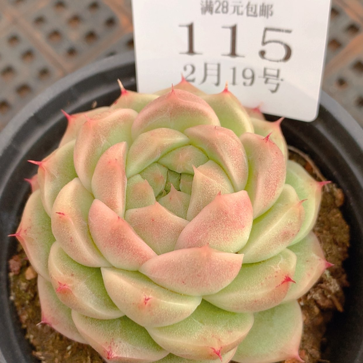 【闪购商品】云115号