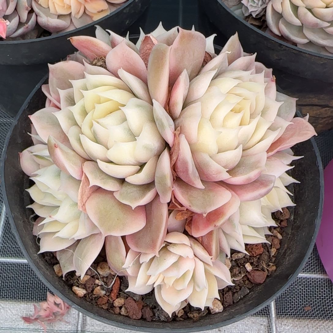 从前慢花园精选多肉昂斯诺锦群