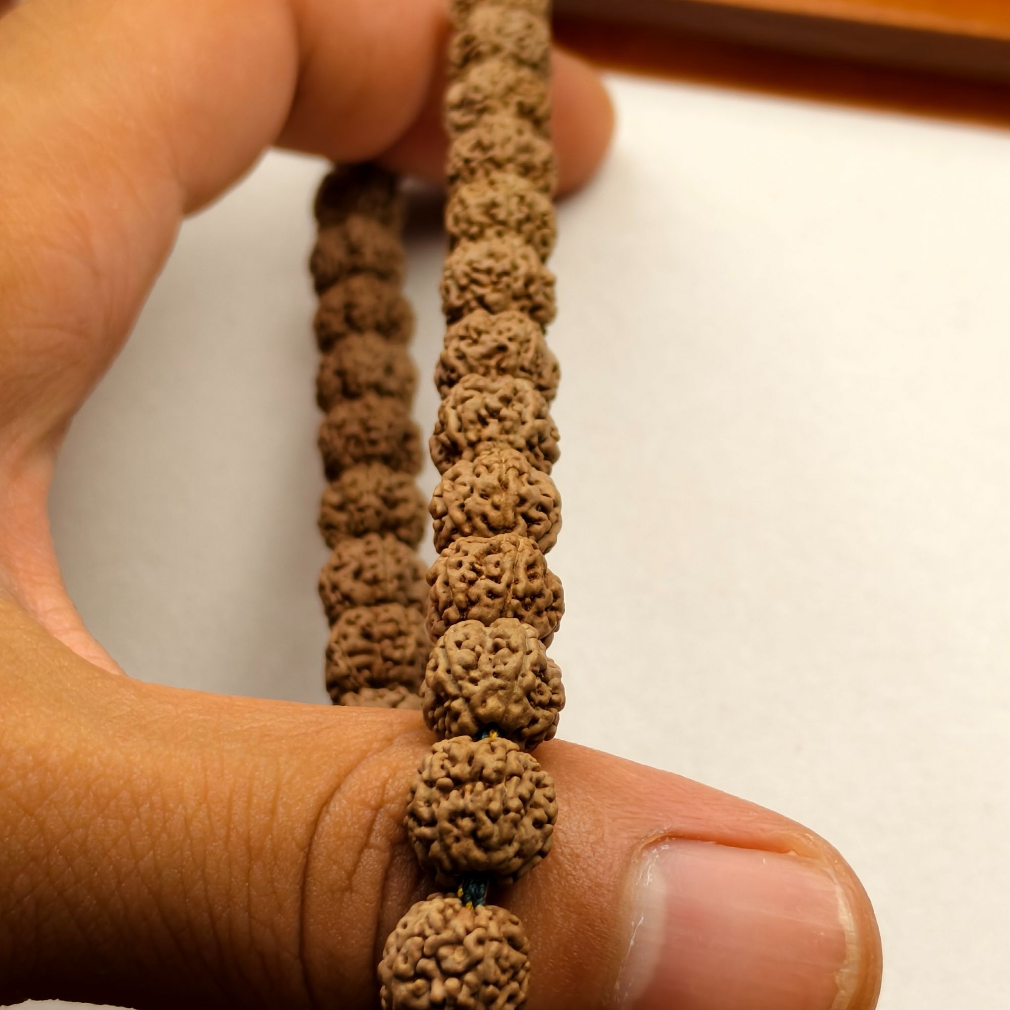 原生态·麦穗龙 小金刚