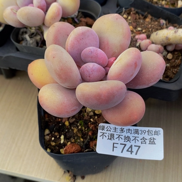 蛋黄奶单头747多肉植物