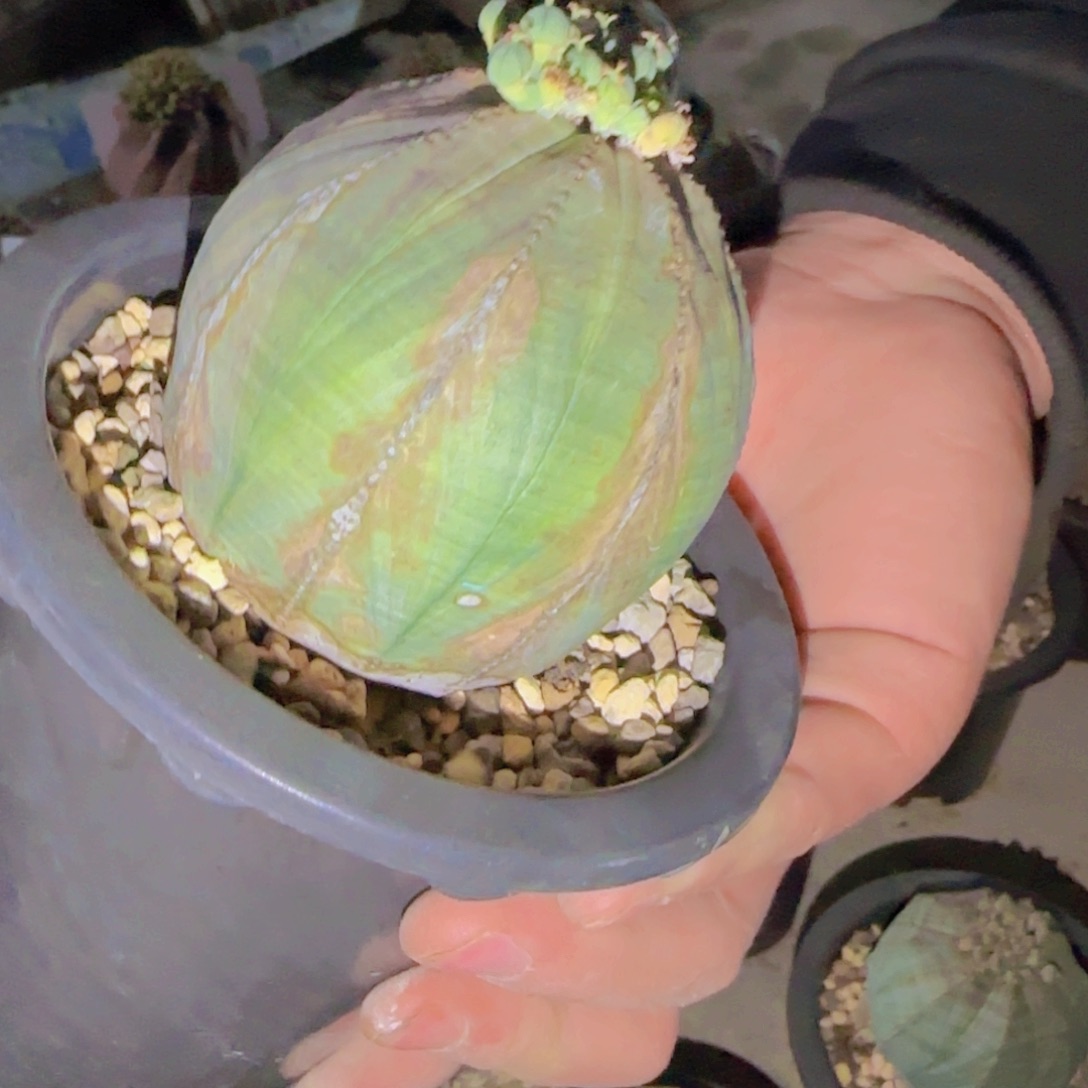 S****李块根植物块根植物