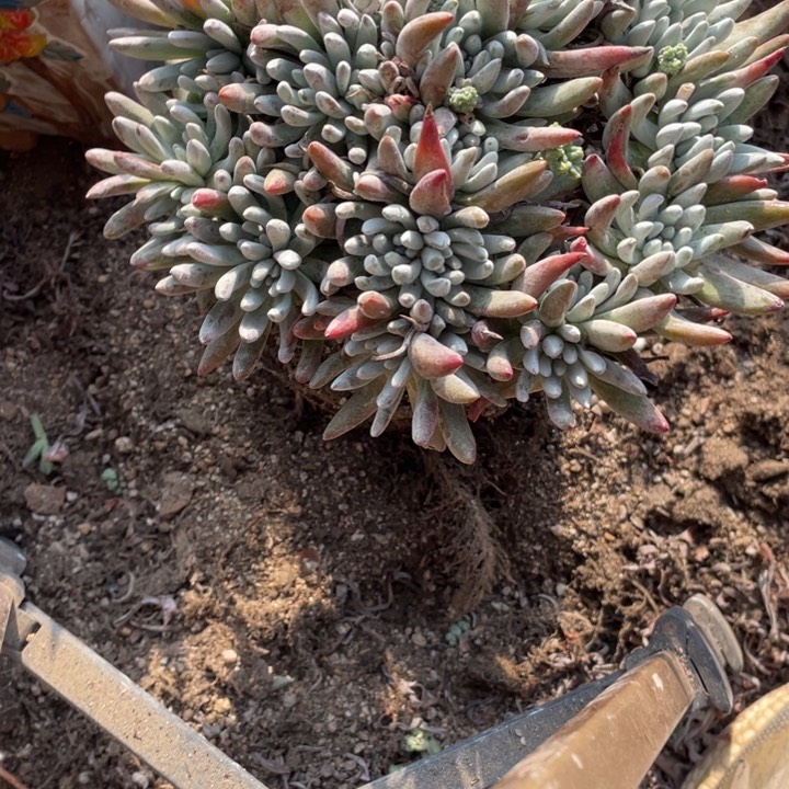 74号雪花多肉植物