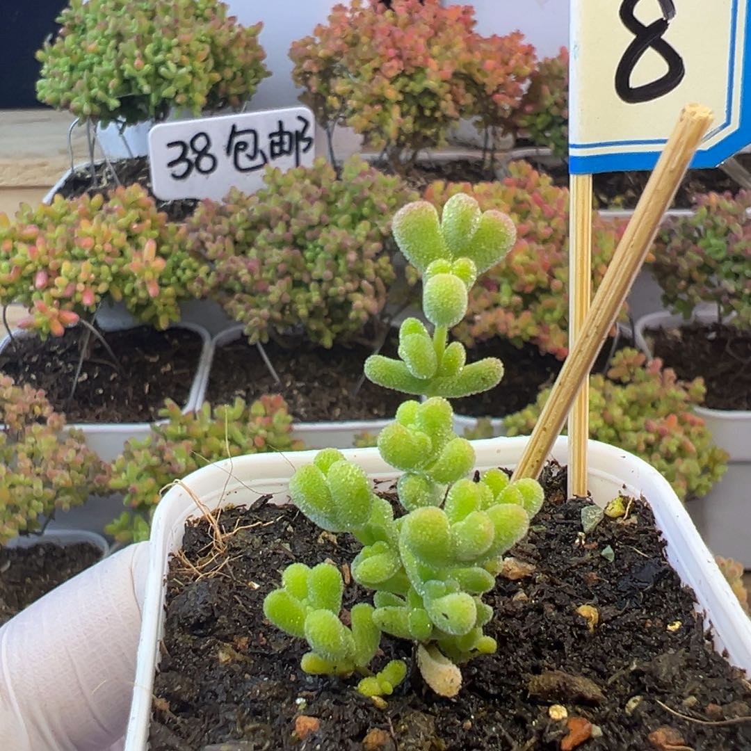 8号莱斯锦小可爱