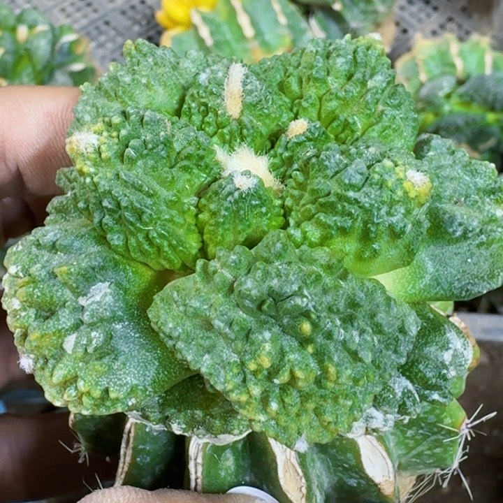 福利苗接哥斯拉锦747