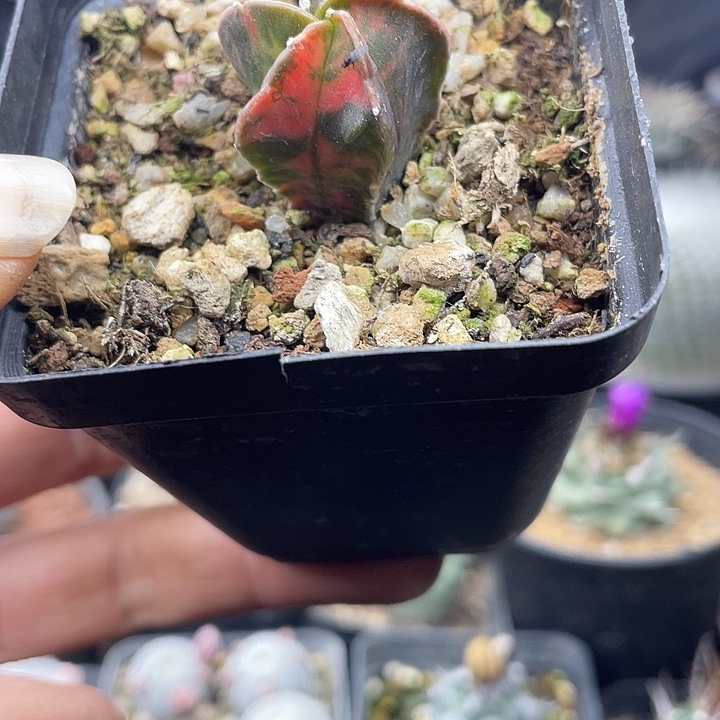 实生鸾凤玉锦散斑锦