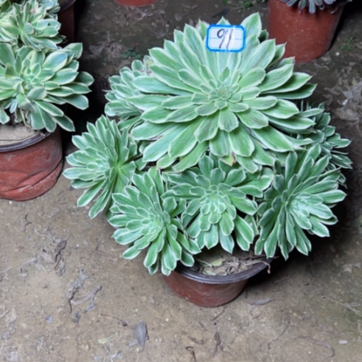 【闪购商品】多肉植物碧浪91