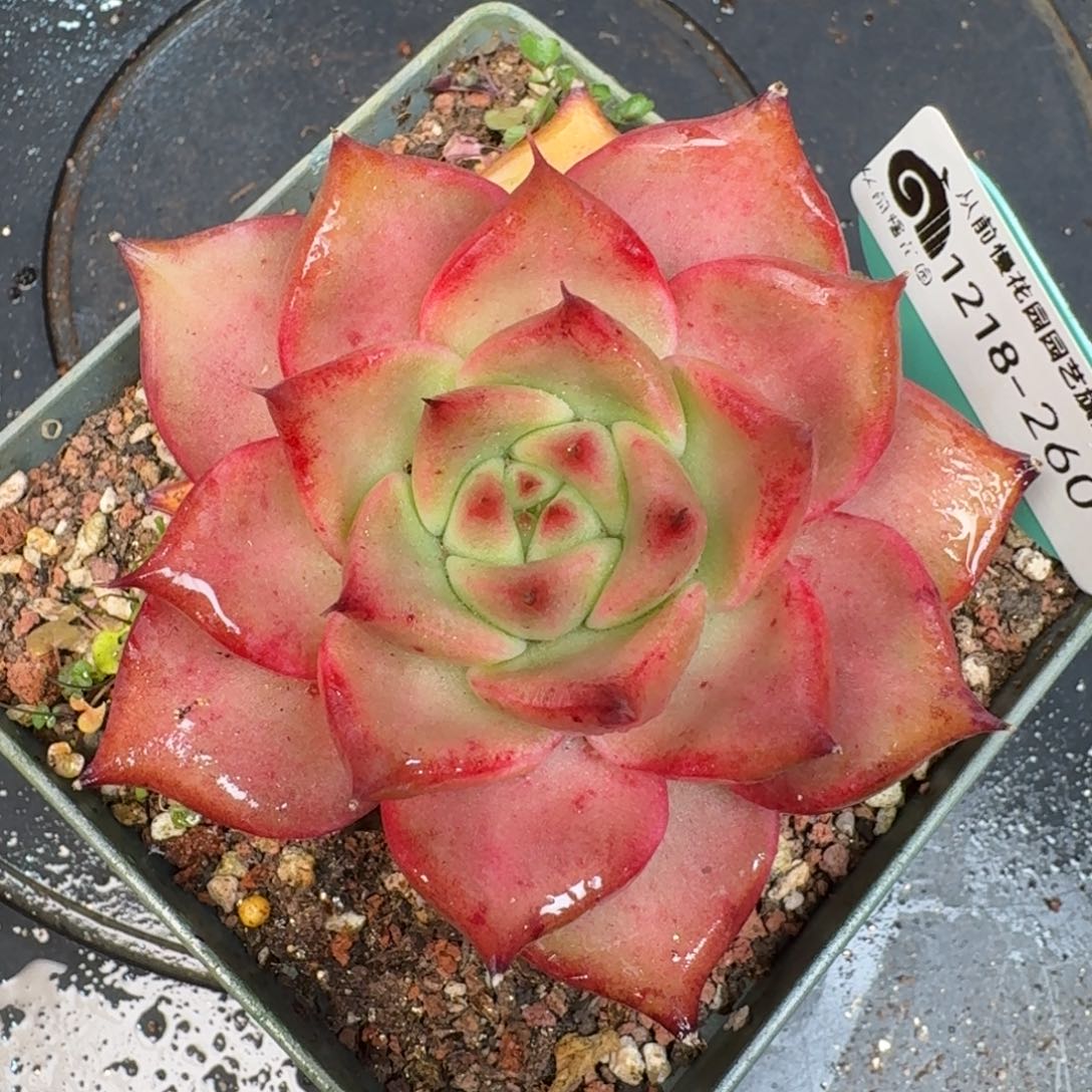 从前慢多肉精选编号1218.260