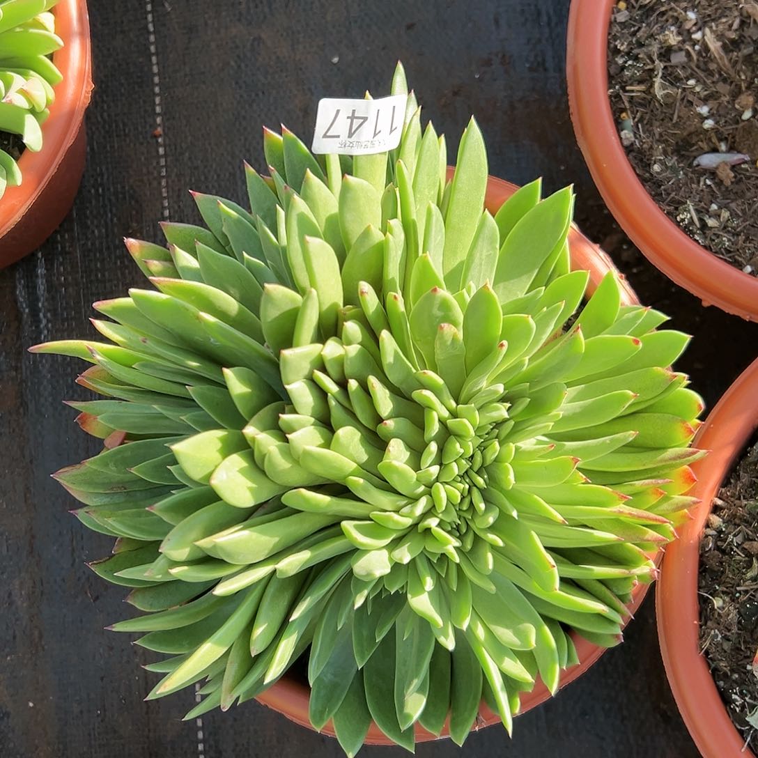 帅**足3代杂交仙女杯多肉12元