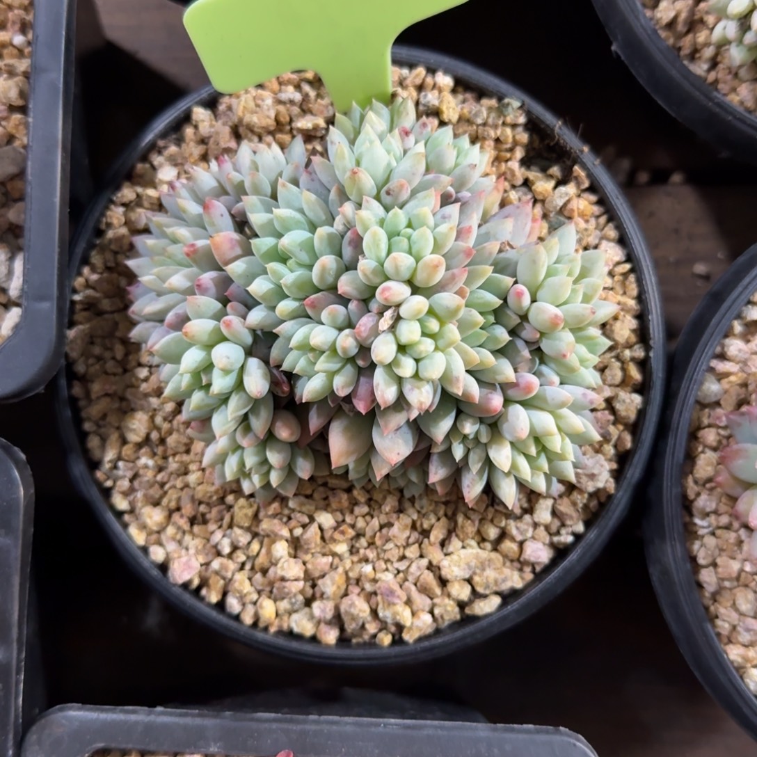 明珠11111111111111111111