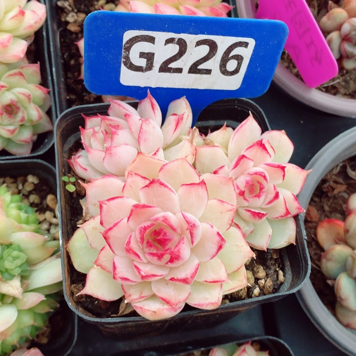 女王7cm不包整群