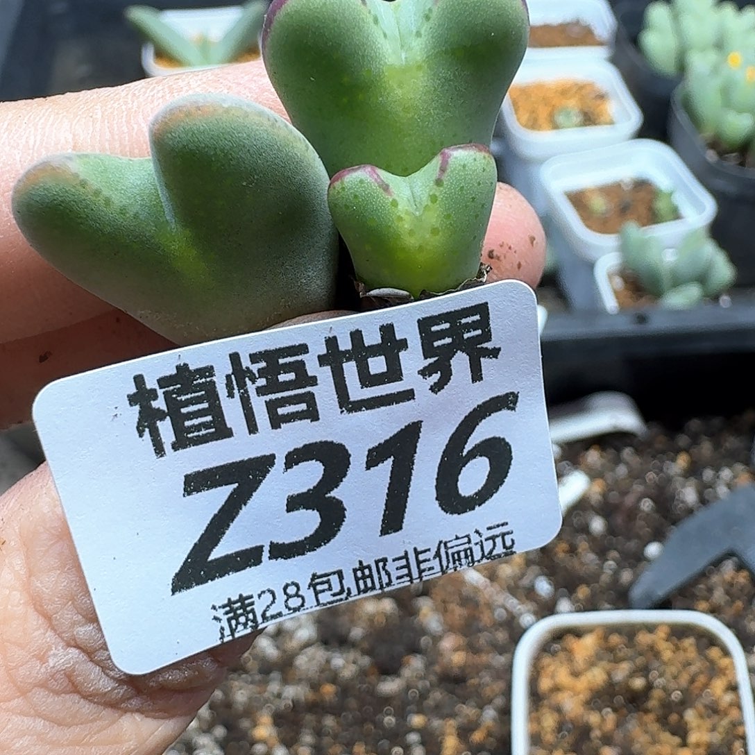 多肉植物的人生fgb