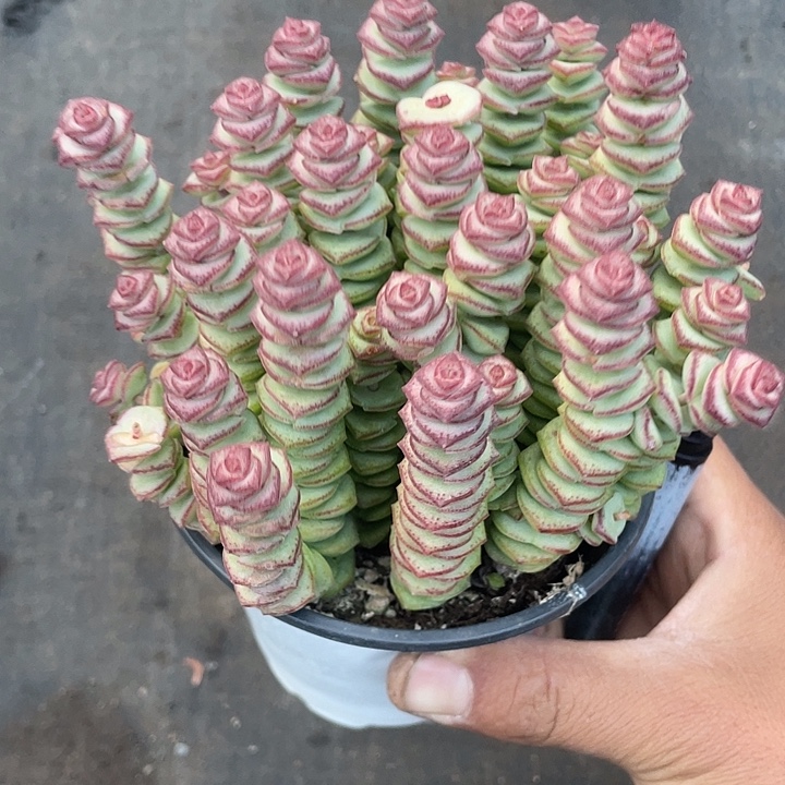 晴***宝优惠优惠牡丹钱串带盆发货
