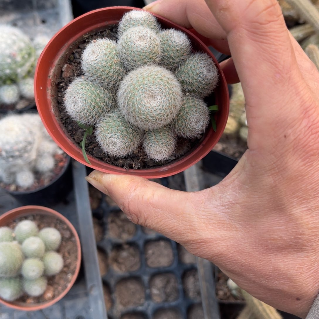 ****成多肉植物仙人球系列