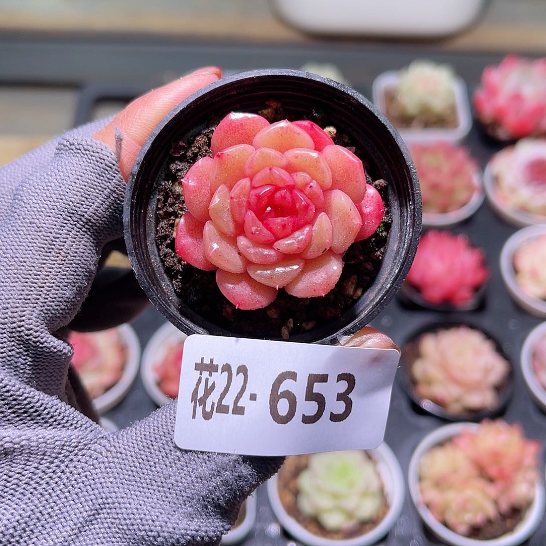 花22-653新品单头